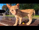 【猫の都】観光客全員に愛されるイスタンブールの人気猫がこちら