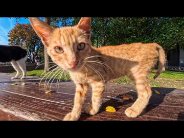 【猫の都】観光客全員に愛されるイスタンブールの人気猫がこちら