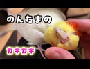 【恍惚】カキカキが気持ちよすぎてイキ顔になるインコ