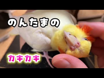 【恍惚】カキカキが気持ちよすぎてイキ顔になるインコ