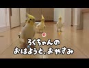 【悲報】朝イチでブチギレるオカメインコ、夜は超お利口だった