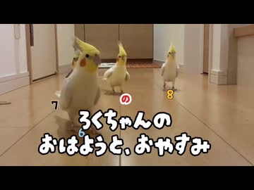 【悲報】朝イチでブチギレるオカメインコ、夜は超お利口だった