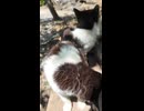 島でベンチに座るとすぐに猫たちが集まってくる
