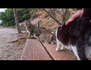 なぜか大人気…猫島で座った瞬間、猫たちが次々と隣に来た
