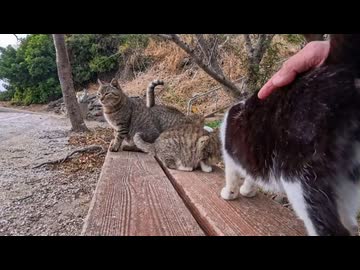 なぜか大人気…猫島で座った瞬間、猫たちが次々と隣に来た