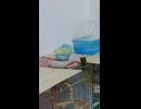 毛繕いするインコのショート動画2026 6 4