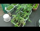 トマト：下芽を切った。ペットボトルで育てて今回土植えに変更。6月4日(木)