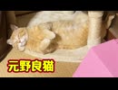【元野良猫】初めてのヘソ天