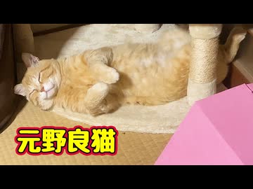 【元野良猫】初めてのヘソ天