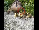 お昼寝中なのに事件だらけ□ヒナが転げ落ちまくる