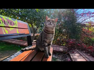 【癒し注意】公園のベンチで猫の隣に座った結果→そのままナデナデ会が始まった