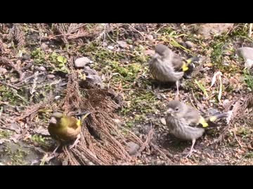 4月のいつもの奴等垂れ流し　その6