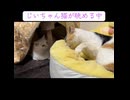 オス三毛王子猫、噛む