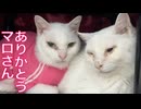 不調の珍獣、亡くした相棒の存在感