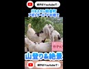 田舎町アボッターバードで現地の子供たちと登山 #4