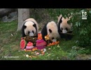 PandapiaLive_2026_06_04
