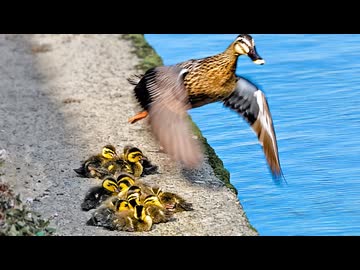 母カモが2連続で置き去り…それでもヒナ14羽は動かなかった【カルガモ親子】