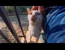 【癒し】塀の上の猫を撫でた結果→まさかの甘えん坊モード発動