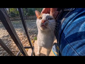 【癒し】塀の上の猫を撫でた結果→まさかの甘えん坊モード発動