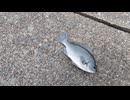 伊豆釣り遠征でメジナが釣れた！