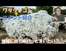 始業前、体操に出て来いといいたい？←社員からクレームが来るリスクがあるかも？←私事【アラ還・読書中毒】コメ：ヨモギがわずか16時間で98%の癌細胞を破壊！梅干も良いワク後遺症の方が良くなったとの話が！