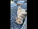 完全に野生を忘れている猫島の猫