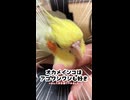 手乗り拒否インコ、お父ちゃんに包まれ速攻でデレる24時