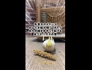 【密着】欲望に負けて先輩をハメるインコの一部始終