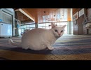 【癒し】塀の上の猫を撫でた結果→まさかの甘えん坊モード発動