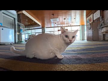 【癒し】塀の上の猫を撫でた結果→まさかの甘えん坊モード発動