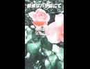 【第六回10秒動画祭】優雅なバラ園にて