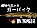 ニコニコ・ ガーパイク・古代魚解説