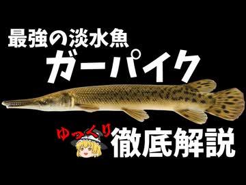 ニコニコ・ ガーパイク・古代魚解説
