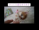 エビと子猫の落下芸
