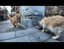 【猫たちのご飯タイム】人混みのすぐ横で始まった優しい食事会が尊い