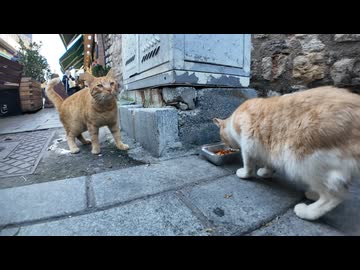 【猫たちのご飯タイム】人混みのすぐ横で始まった優しい食事会が尊い