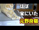 もう家猫？【元野良猫】 【野良猫】