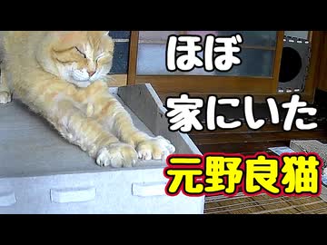 もう家猫？【元野良猫】 【野良猫】