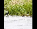 母カモVSカラス 緊張の対峙⚠️