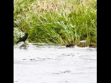 母カモVSカラス 緊張の対峙⚠️