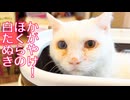 曇る宝石珍獣、初めての皮下輸液に挑む