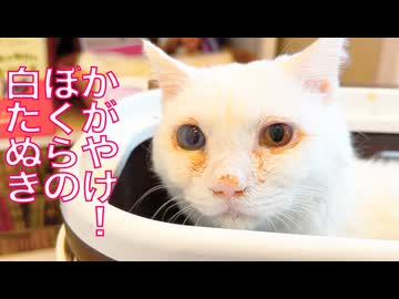 曇る宝石珍獣、初めての皮下輸液に挑む