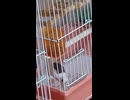 エサを食べるジュウシマツ　籠の中の鳥　2026 6 5