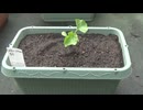 家庭菜園：メロンころたん、プランターに植えかえ　6月5日(金)