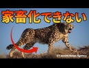 数千年飼育されてきたチーターを家畜化できなかった理由【解説動画】