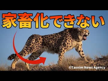数千年飼育されてきたチーターを家畜化できなかった理由【解説動画】
