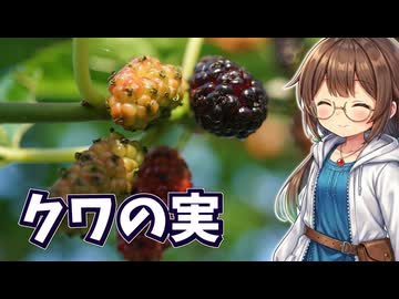 天然クワの実で作るスムージー♪