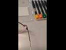 ドライバーで眼鏡のネジ締めした