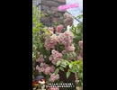 【お写んぽ！！】大阪！中之島バラ園！！
