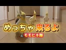 【密着】迫り来る足音テチテチ特殊部隊に包囲された主の末路